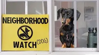 Ep 26: Dachshund on Neighborhood Watch Duty &mdash; Catches the Bad Dog!