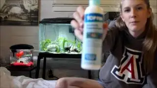 Everything you need to know before getting a puffer fish // Green Spotted Puffer Fish Care