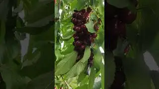 Bing cherry @like🍒🍒🍒🍒