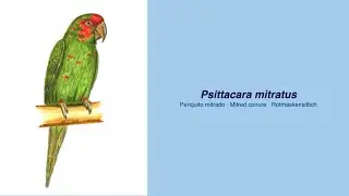 Video Encyclopedia of Parrot Species - #201 Psittacara mitrata