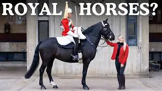 The Secret Life of the King's Horses! I meet the Household Cavalry - This Esme