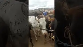 #gado #youtubeviral #pecuarista #agro #agroemfocotvdigital #fazenda #garrote #youtubeshorts