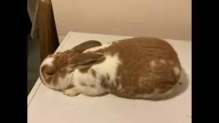 In loving memory of my pet amber