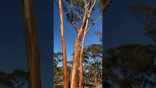 Epic Perth to Sydney Drive | A Tree Made of Gold