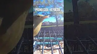 Birdfy Netvue Smart Bird Feeder Promo Code Reminder + Happy New Year! 🎉 #shorts_