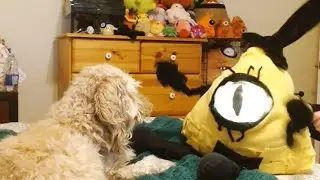 Bill Cipher puppet dances in front of disinterested dog