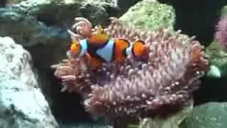 True Percula Clownfish