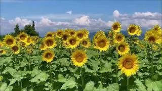 昭和村の向日葵畑と空蝉
