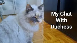 Conversation with my cat Duchess | 4K