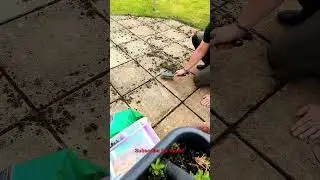 TIP! Use a garden claw to scrape /remove soil and weeds from slabbed areas #shorts