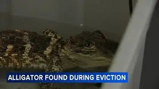Alligator, husky left in Philadelphia home during eviction process
