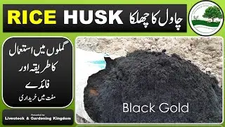 Rice Husk (chawal ka chilka) usage in gardening چاول کا چھلکا  ||Livestock & Gardening Kingdom