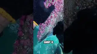 Impressive! This is how divers clean a ship's hull ⚓🐠