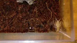 P. murinus feeding