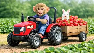 Monkey Farm Tractor Strawberry Farm Harvest Saves the Bunny! - Monkey Farm Work | Zuko Monkey Farm