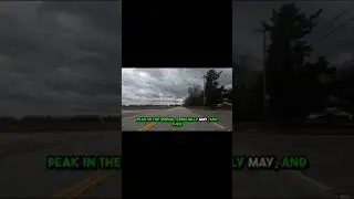 Deer Collision Prevention Tips #ridingon #bikersboyz #commonsense