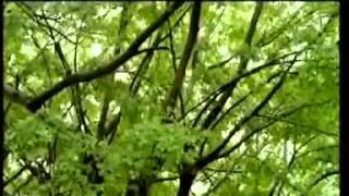 Dohfar Land of Frankinces - Dhofar Governorate - Ministry of Oman Tourism