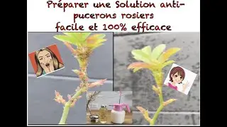 Solution anti pucerons 100% naturelle , 100% efficace et simple