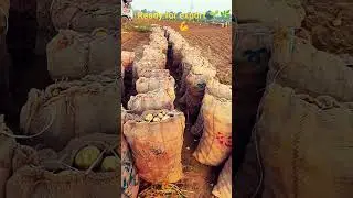 Ready to export # Village life# farm #😊🌱
