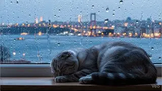 Rainy Istanbul Bosphorus View 🌧️ | Cozy Window Ambience + Cat Purring | 1 Hour