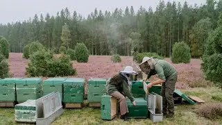 #56 Дни с мастером-пчеловодом | Изготовление верескового меда