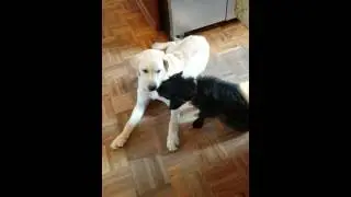 Puppy Love at the Denver Dream Dog Sweet Dream Hotel!