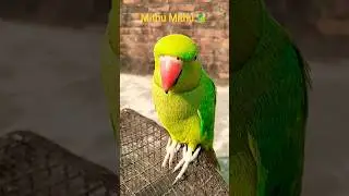 #parrot #funny #newमारवाड़ीcomedy #birds #talkingparrot #trending #viral #shorts #video #cute #mithu