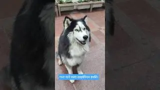 गाना गाने वाला साइबेरियन हस्की। #episode #465 #husky #shorts