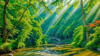 Restores The Nervous System 🌿 Stop Overthinking, Stress Relief Music, Sleep Music #4