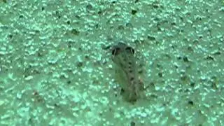 Acantopsis choirorhynchus (Horse-faced loach) - B&oacute;tia cara de cavalo