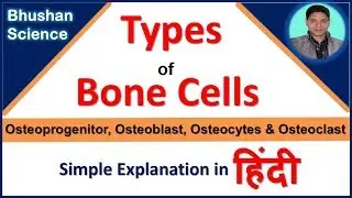 Types of Bone Cells (Cellular Structure of Bone) simple explanation in Hindi | Bhushan Science