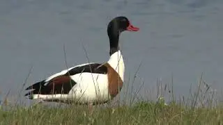 Nederland Niederlande Texel Bird Life