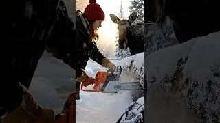 MOOSE TRAPPED UNDER PINE! Girl Uses Chainsaw for Extreme Winter Rescue #AnimalRescue