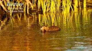 Beavers of the California Delta