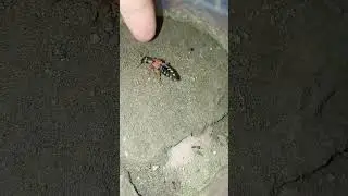 staphylin