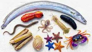 🌊 Ocean Foraging WOW!🐍Eel, 🔴 Red Sea Cucumber, 🦀 Purple Claw Crab, 🐚 Striped Snail & 🐙 Baby Octopus!
