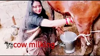 🐄cow milking full video 🐄आप सब की डिमांड पर #cow #milking #farming #cowvideos #vlogs #dailyvlog #yt