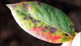 DOENÇAS DO MIRTILO - FERRUGEM, COMO IDENTIFICAR E RESOLVER