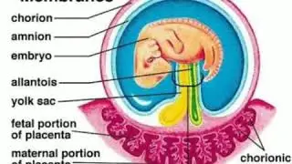 Extraembryonic membrane & placenta || Biology || class X