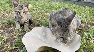 A Pair Of Cat Mom and Daughter With A Visitor