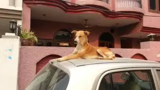Dog sitting over the roof of a car LIKE A BOSS - Jukin Media Verified (Original)