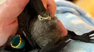 Bat rescue daily life:  Qweeli and the Noodles of Ick