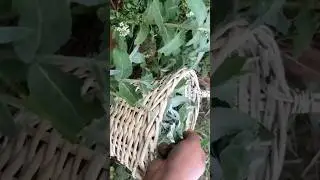 Desi White Pudina | Natural Cooling Herb@DesiFlavorsVlog #villagelife #recipe #cooking