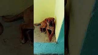 कोई तो सब कुछ करो जानवरों को #techkishan #short #viralvideo #hindi #technicalkishan