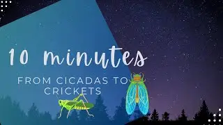 10 MINUTES from CICADAS to CRICKETS