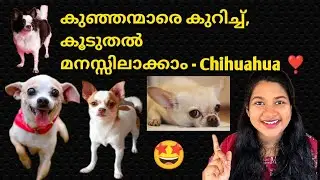 🐶കുഞ്ഞന്മാരെ കുറിച്ച് കൂടുതൽ അറിയാം |chihuahua malayalam; chihuahua Kerala ; chihuahua care🐾