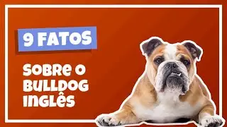 9 CURIOSIDADES SOBRE O BULLDOG INGLÊS! - Cinobras TV