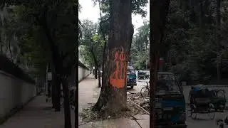 #Tree protection. innovative thoughts