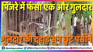 बिजनौर में गुलदार की दहाड़ सुन छुटे पसीने देखा तो पिंजरे में फंसा था गुलदार
