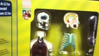 Анатомический набор 12,7 см. 32 дет. EDU-TOYS SK008